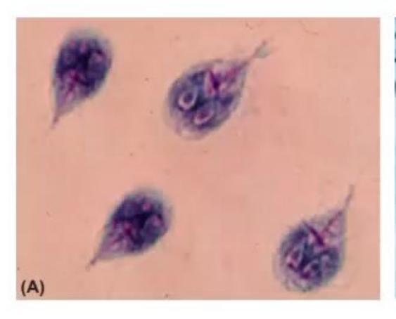 images/MNJ-P-OSCE 30. Gastroenterology_page_16_Picture_24.jpeg
