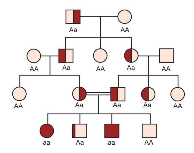 images/VVK-P-Osce 5. Genetics_page_4_Picture_13.jpeg